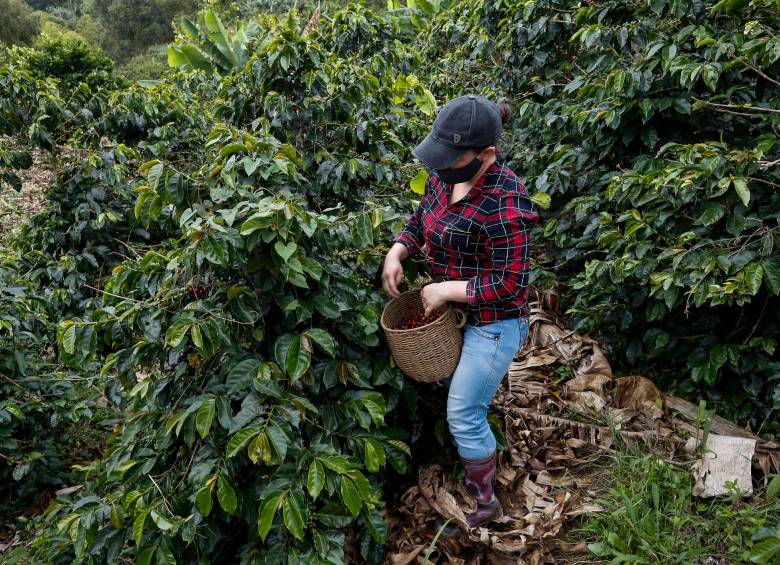 En la finca Sabanitas trabajan cuatro generaciones de la familia Tobón produciendo café tipo exportación. FOTOS Manuel Saldarriaga