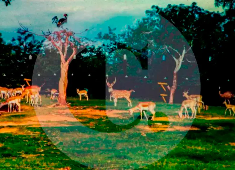 Chitales fotografiados en la Hacienda Nápoles en los tiempos de Pablo Escobar. FOTO: ÉDGAR JIMÉNEZ