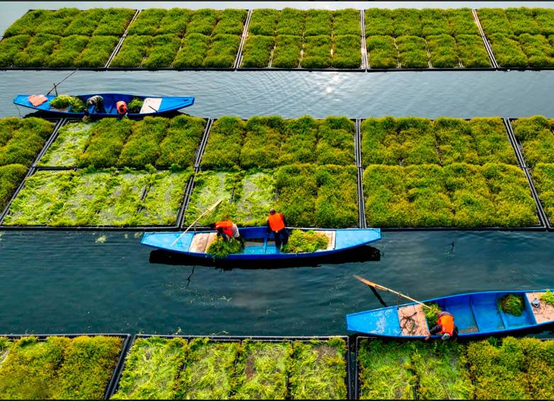 En fotos | Chinos cosechan sobre una isla flotante