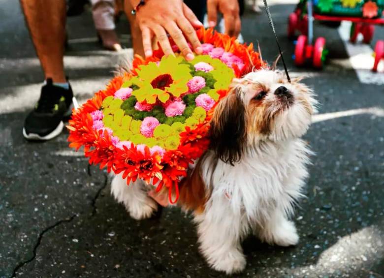 El desfile fue un espacio de unión entre las mascotas y sus humanos. Así también se disfruta la Feria de las Flores 2022. FOTOS: Manuel Saldarriaga