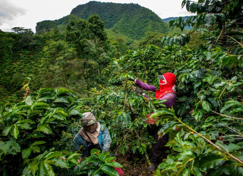 Para hoy el precio interno de la carga de café de 125 kilos está en $1,16 millones, según la Federación Nacional de Cafeteros . FOTO Camilo Suárez
