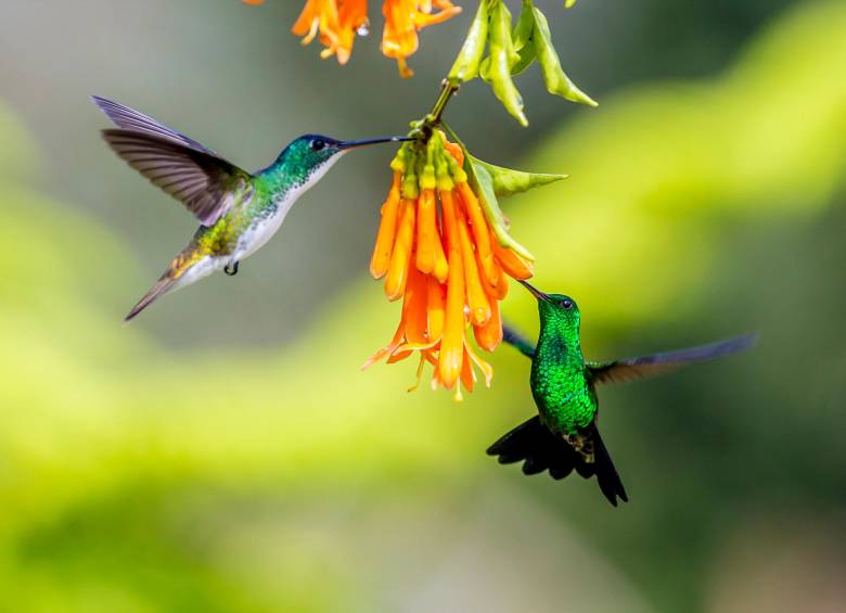 Dos colibríes en una finca en Guarne, oriente de Antioquia. FOTO Juan Antonio Sánchez Ocampo 