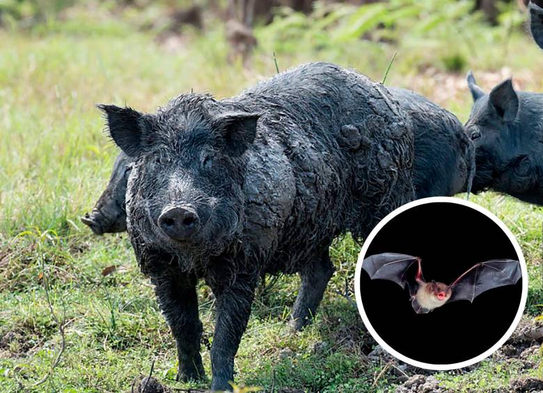 El virus se habría generado por la contaminación de cerdos con secreciones de murciélagos.