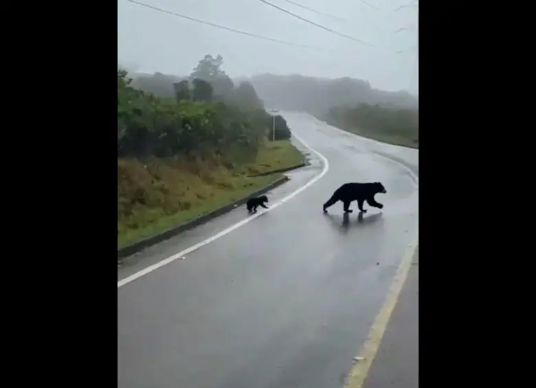 Una osa andina pasó con su osezno por una carretera en Cundinamarca. FOTO CAPTURA DE VIDEO