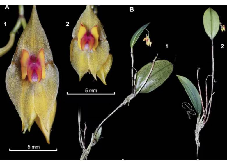Lepanthes leonmoralesii. FOTOS CORTESÍA y Unal sede Medellín