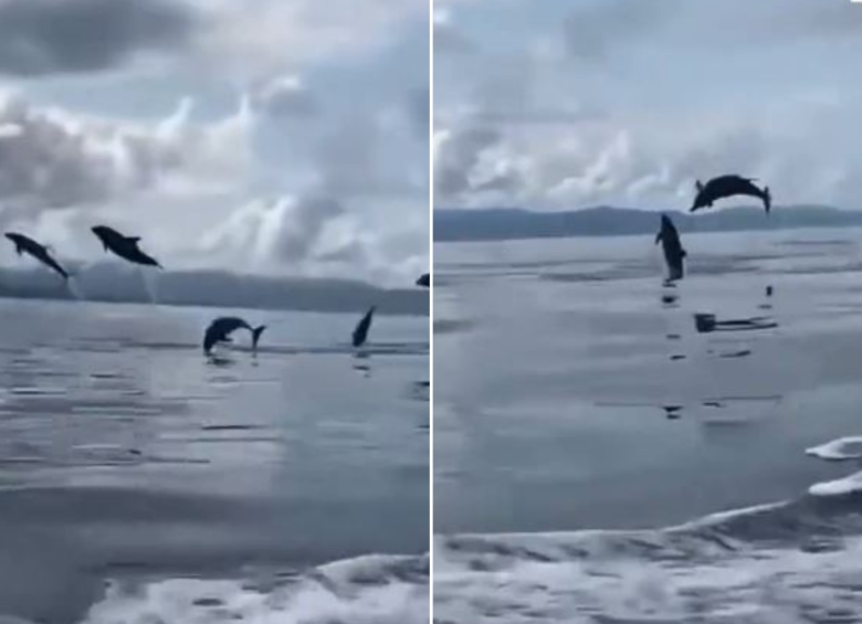 Alrededor de 10 delfines cautivaron con este espectáculo natural. FOTO: Captura de pantalla