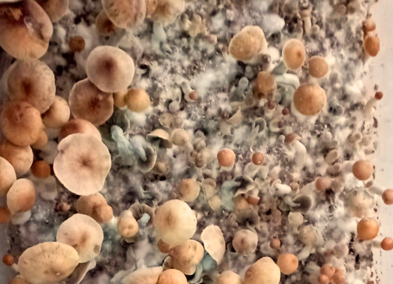 Estos son algunos de los hongos mágicos que cultiva Yesid en su casa en condiciones de laboratorio en Bogotá. FOTO: Cortesía