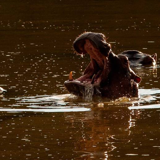 El proceso de esterilización marcha a ritmo lento por las condiciones climáticas y la falta de insumos para dardos tranquilizantes. FOTO: CAMILO SUÁREZ
