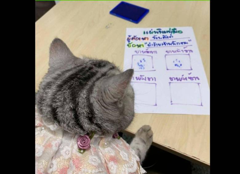Esta es la historia de la gatita que fue “arrestada” por la Policía de Tailandia