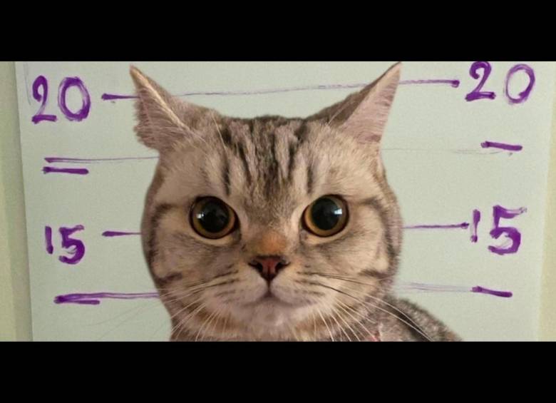 Imagen de la gatita que estuvo “detenida” en Tailandia. FOTO: Tomada de redes sociales