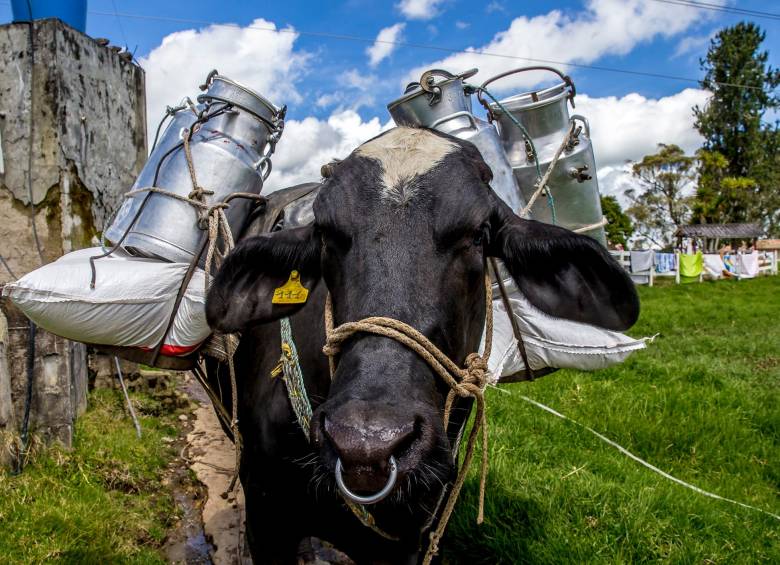 La ganadería de leche es uno de los sectores con potencial. FOTO Juan Antonio Sánchez