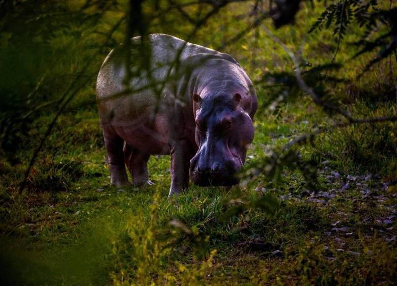 Se calcula que en la región hay más de 150 hipopótamos que deambulan libremente. FOTO: EL COLOMBIANO