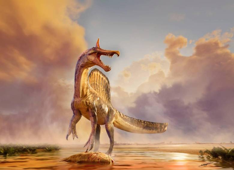 Esta es una de las representaciones realizadas del Spinosaurus mirabilis. FOTO: Dani Navarro