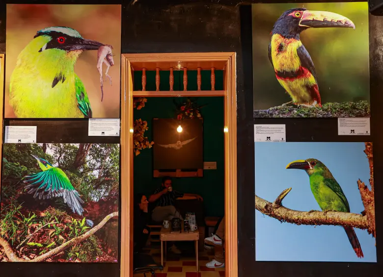 Alas de vida, una exposición para conocer las aves que habitan el Valle de Aburrá
