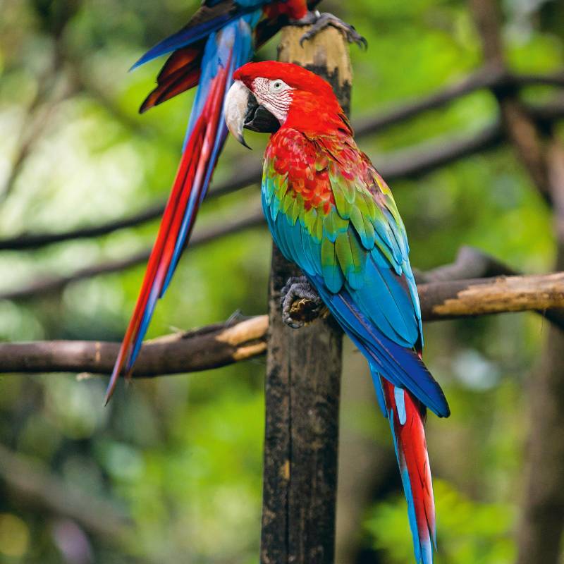 Medellín y su Área Metropolitana registran 521 especies de aves, según el Área Metropolitana del Valle de Aburrá. En la foto, guacamayas en el Parque de la Conservación (antes zoológico). FOTO: Julio César Herrera. 