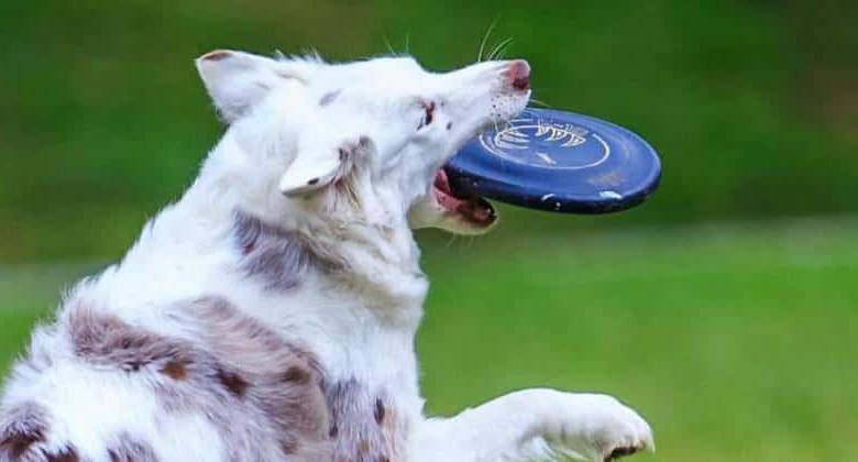 ¿Cómo es el juguete ideal para su perro? Le enseñamos a identificarlo