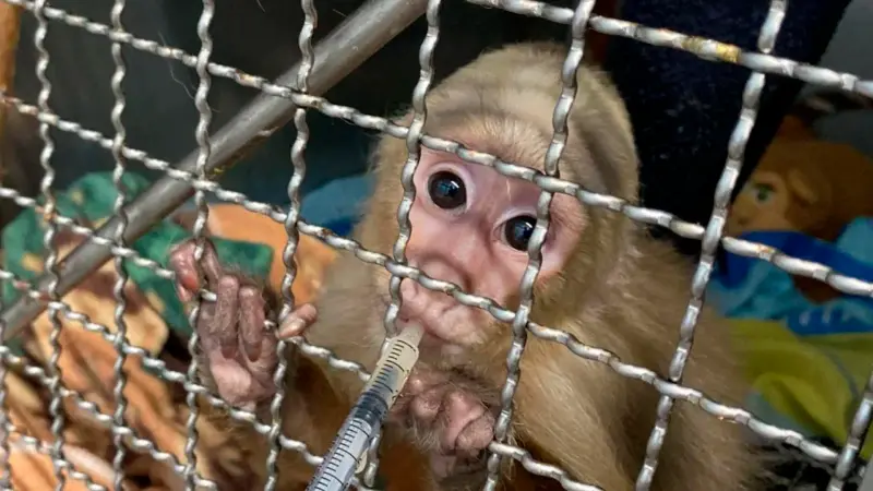 La condición de los pequeños monos es delicada. Se encuentran bajo observación para determinar a fondo los daños que sufrieron. FOTO: CORTESÍA AMVA