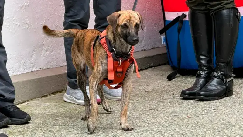 Bizcocho pasará su nueva vida al lado de Teddy, un perro que le ayudará a hacer su vida más amigable en el comando de policía. FOTO: TOMADO DE TELEANTIOQUIA