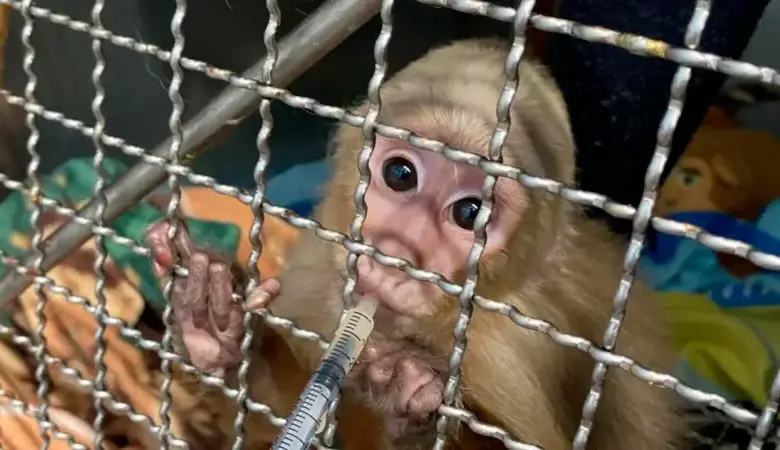 La condición de los pequeños monos es delicada. Se encuentran bajo observación para determinar a fondo los daños que sufrieron. FOTO: CORTESÍA AMVA