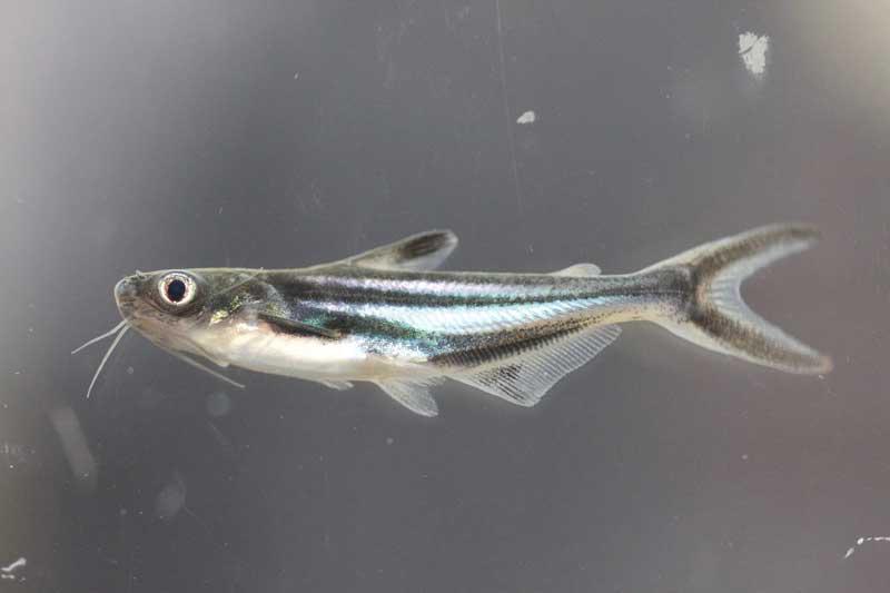 El pez basa es una especie foránea introducida ilegalmente a Colombia. Imagen de referencia. FOTO: Tomada del Instituto von Humboldt
