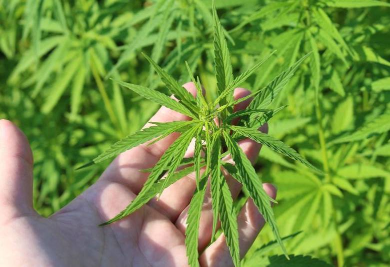 ¿La mata que alivia? Un extracto de cannabis mitigaría los dolores lumbares crónicos