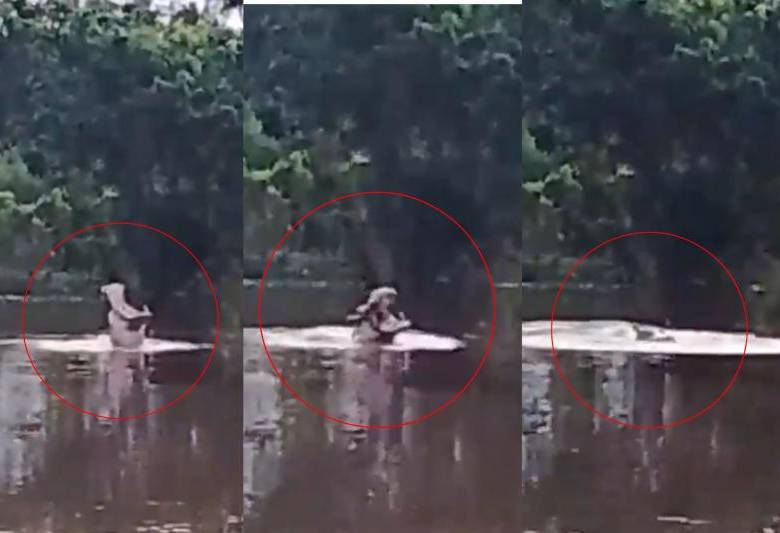 Hipopótamos continúan desplazándose por ciénagas del Magdalena Medio; comunidad de Cuatro Bocas reportó un nuevo avistamiento. Foto: captura de video