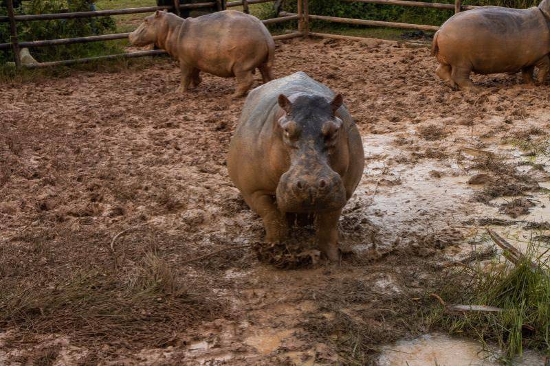 Un censo de 2022 encontró 169 hipopótamos organizados en siete núcleos poblacionales que abarcaban 43.342 kilómetros cuadrados. Hoy se calculan entre 280 y 300 ejemplares. Foto: Cortesía