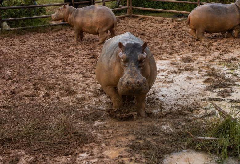 Un censo de 2022 encontró 169 hipopótamos organizados en siete núcleos poblacionales que abarcaban 43.342 kilómetros cuadrados. Hoy se calculan entre 280 y 300 ejemplares. Foto: Cortesía