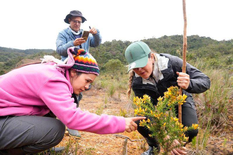 Esta especie introducida en los 50 en el país es una de las grandes amenazas a los ecosistemas de Colombia. FOTO: CORTESÍA CORANTIOQUIA
