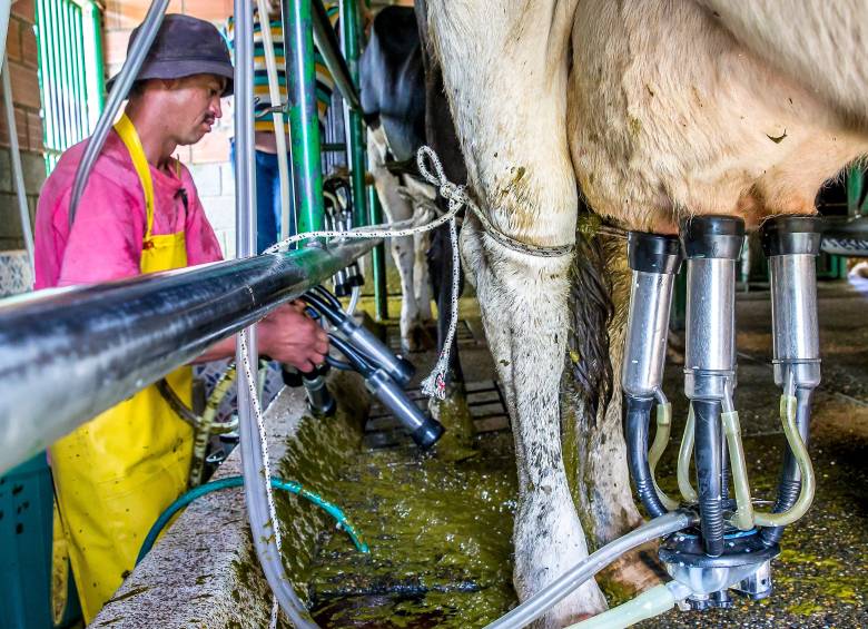 La sequía amenaza la producción de leche en varias regiones de Colombia, mientras el precio al productor aumenta y la industria enfrenta mayores retos para sostener sus márgenes. FOTO Juan Antonio Sánchez