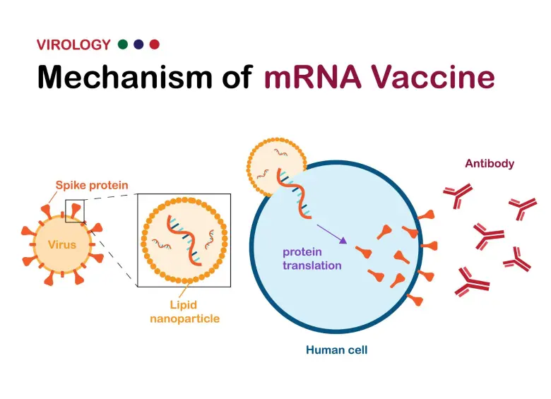 Un grupo de investigadores desarrolló una vacuna para tratar múltiples alergias con un único tratamiento