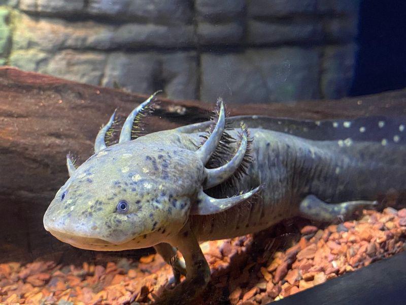 El ajolote es una especie originaria de México conocida por su capacidad para regenerar órganos y tejidos. imagen tomada de Atlantis Aquarium. 