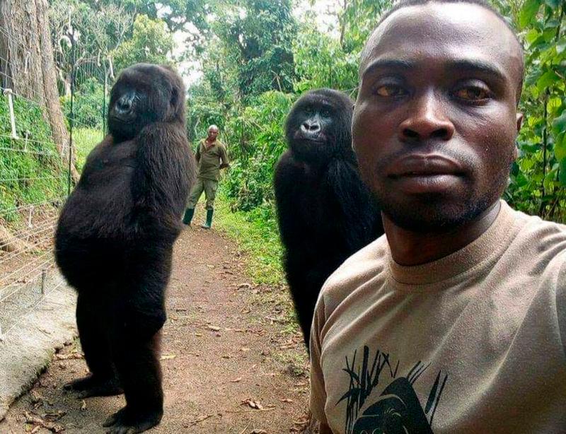 Esta fue la selfie que le dio la vuelta al mundo, en la que se ve a la gorila posando con su cuidador. Foto: ONG Virunga