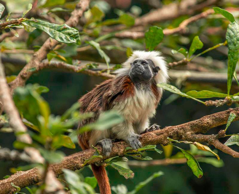 Después de siete años se actualizó el listado de especies silvestres amenazadas en Colombia. Foto: Cortesía del Ministerio de Medio Ambiente y Desarrollo Sostenible.