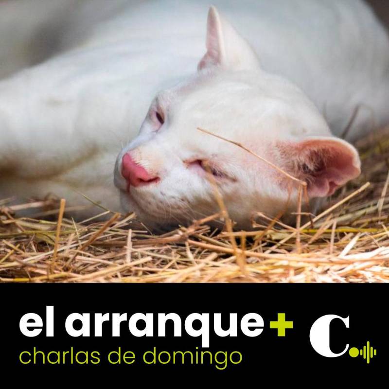 Caso de la ocelote albina no es un síntoma de la fragmentación de los bosques andinos