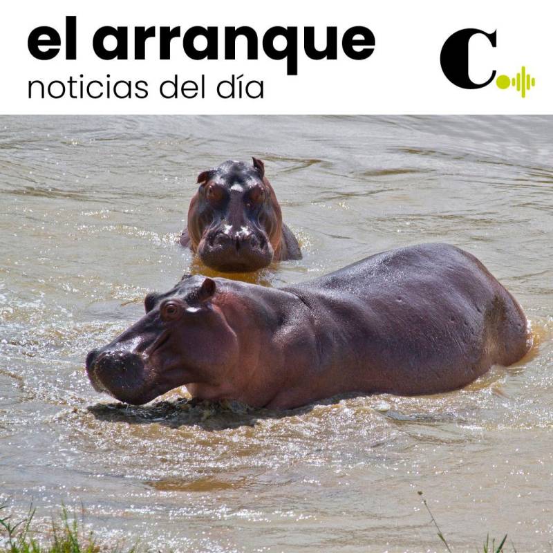 Dos países quieren 70 hipopótamos de Puerto Triunfo