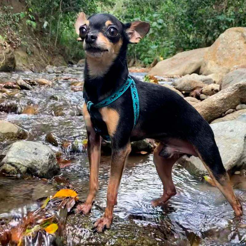 Marcelo, el ‘dóberman bonsái’: la historia de un perro que sorprendió a su dueño
