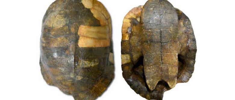 El fósil de tortuga más antiguo de Sudamérica está en Colombia y tiene 13 millones de años 