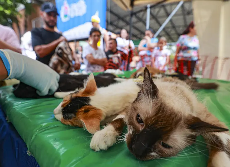 Autoridades investigan lo ocurrido durante la jornada de esterilización de mascotas hecha por una institución académica en Puerto Berrío, que cobró la vida de siete felinos. FOTO: ARCHIVO - MANUEL SALDARRIAGA