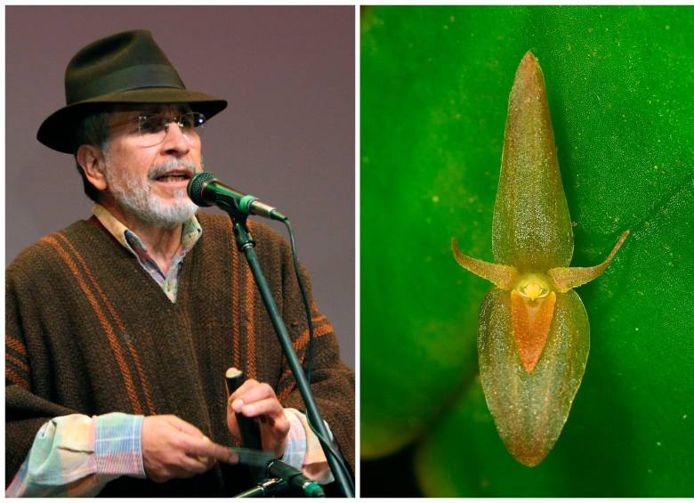 La nueva especie de orquídea Pleurothallis velosana fue publicada en la revista científica Phytotaxa. FOTOS Colprensa y cortesía 