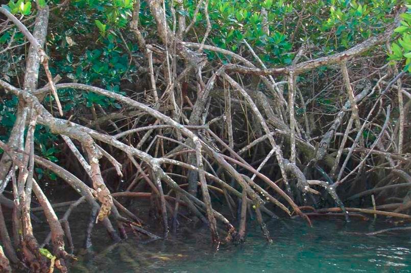 Un manglar de Florida. Foto: Cortesía NOAA.