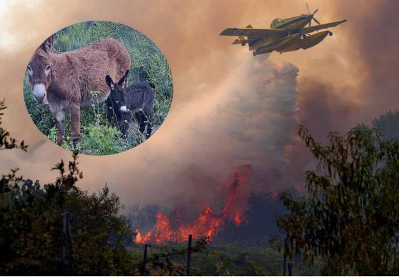 La organización Tivissa Donkeys Firefighters rescata burros abandonados y los utiliza para eliminar vegetación seca en las montañas de Cataluña, una estrategia natural que ayuda a reducir el riesgo de incendios forestales. FOTO: AFP, Instagram @Tivissa Donkeys Firefighters.