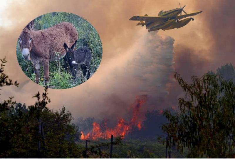La organización Tivissa Donkeys Firefighters rescata burros abandonados y los utiliza para eliminar vegetación seca en las montañas de Cataluña, una estrategia natural que ayuda a reducir el riesgo de incendios forestales. FOTO: AFP, Instagram @Tivissa Donkeys Firefighters.
