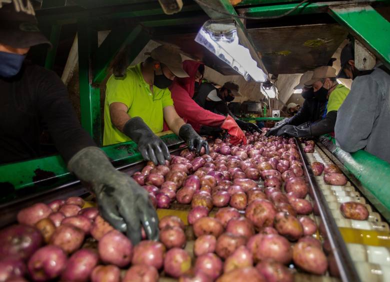 El kilo de papa se comercializó en $3.550 en la Central Mayorista de Antioquia este 8 de octubre, con un aumento diario de 3 %. FOTO CAMILO SUÁREZ