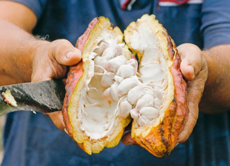 Caña brava y cacao salvan del olvido a San Pedro de Urabá