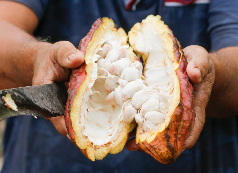 Cacao, a sacarle jugo al mercado de exportación 