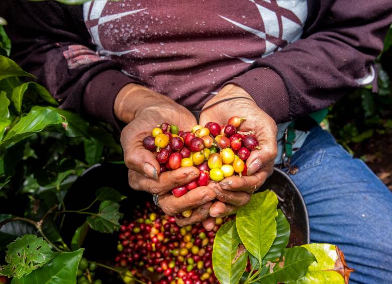 Este año se iniciará con el primer piloto del mecanismo de estabilización de precios para el sector cafetero, el cual fue aprobado por el Comité Nacional al finalizar 2020. Foto: Andrés Camilo Suárez