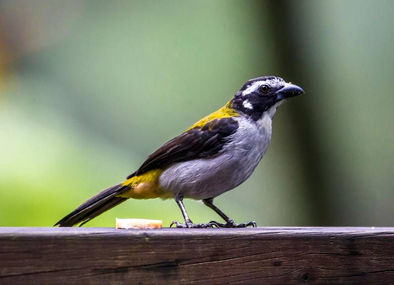 En la ciudad también se ve la especie Saltator maximus. Foto: Juan Antonio Sánchez Ocampo