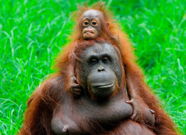 ¿Qué y cómo las madres orangután les enseñan a sus crías?