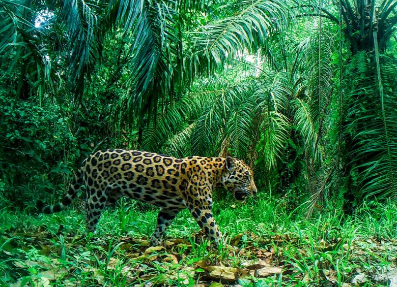 Pipatón, el macho alfa que domina las microcuencas de El Zarzal y la Vizcaína, en el Magdalena Medio, caminando entre cultivos. FOTO: CORTESÍA ESTACIÓN BIOLÓGICA JAGUAR IPACARAI